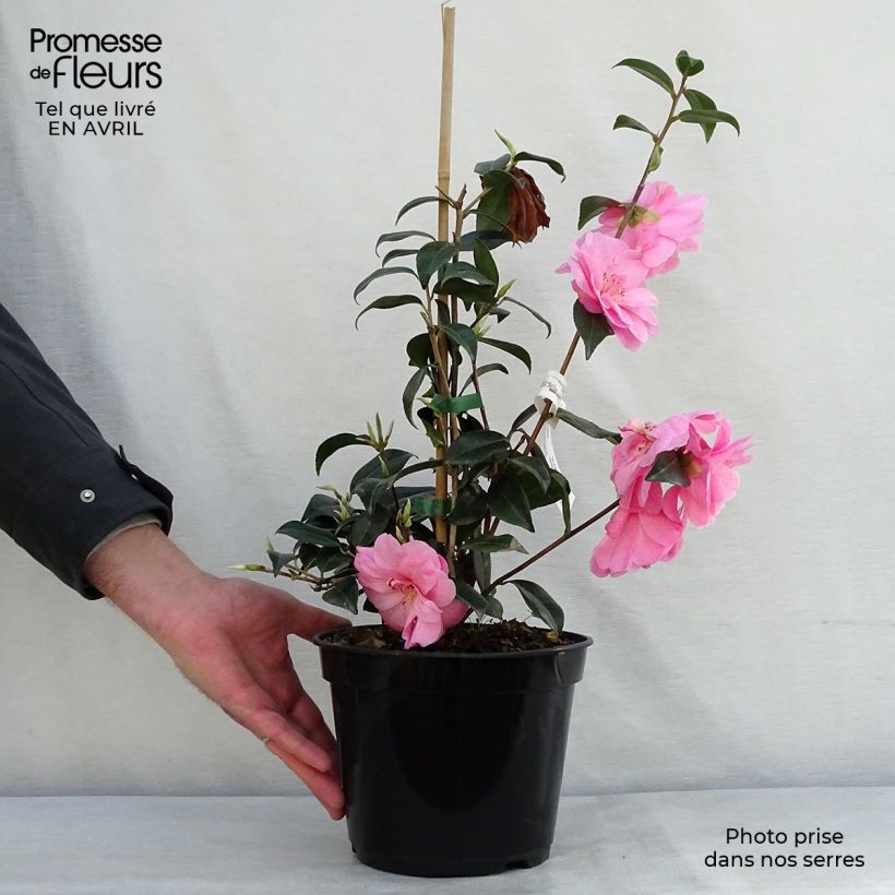 Exemplaar van Camellia x williamsii Donation - Williamsii-camelia Pot van 2 l/3 l zoals geleverd in de lente
