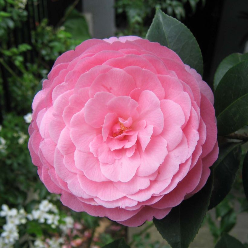 Camellia x williamsii EG Waterhouse - Williamsii-camelia (Bloei)