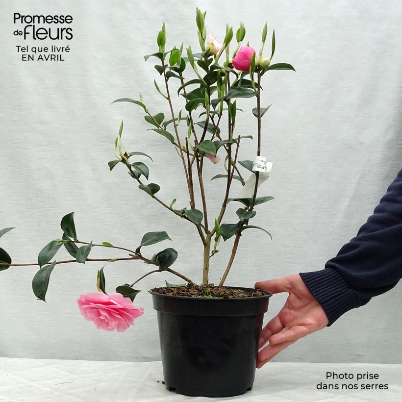 Exemplaar van Camellia x williamsii EG Waterhouse - Williamsii-camelia Pot van 4 l/5 l zoals geleverd in de lente