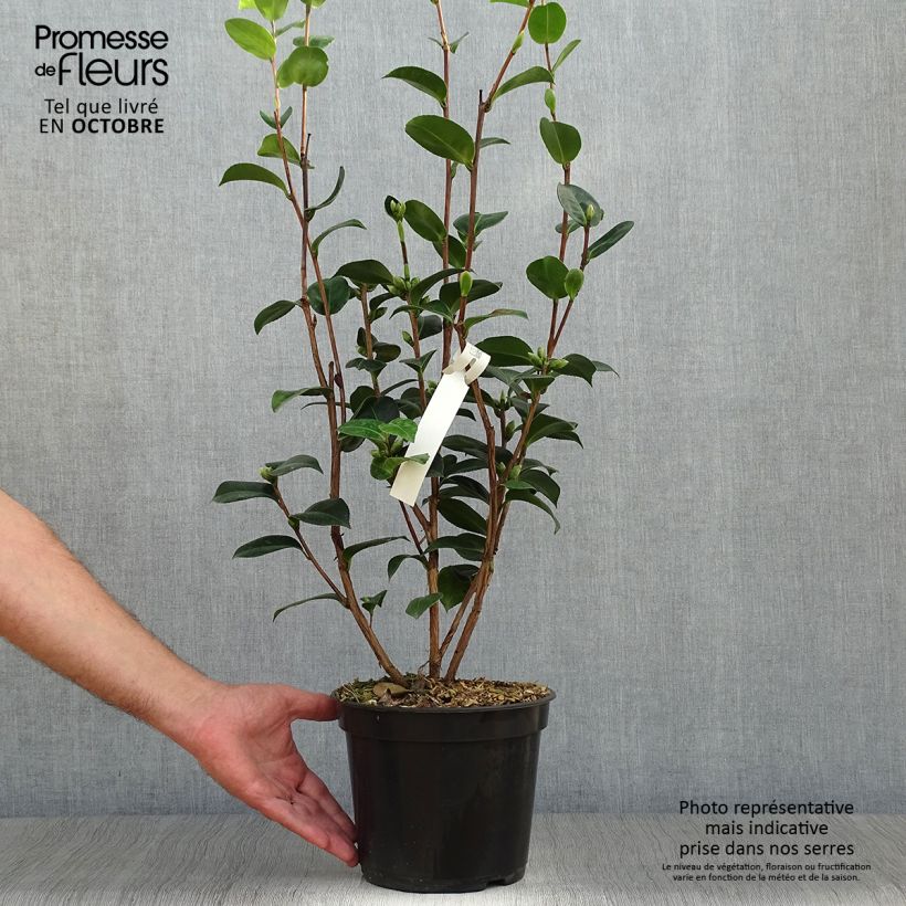 Exemplaar van Camellia x williamsii EG Waterhouse - Williamsii-camelia Pot van 4 l/5 l zoals geleverd in de herfst