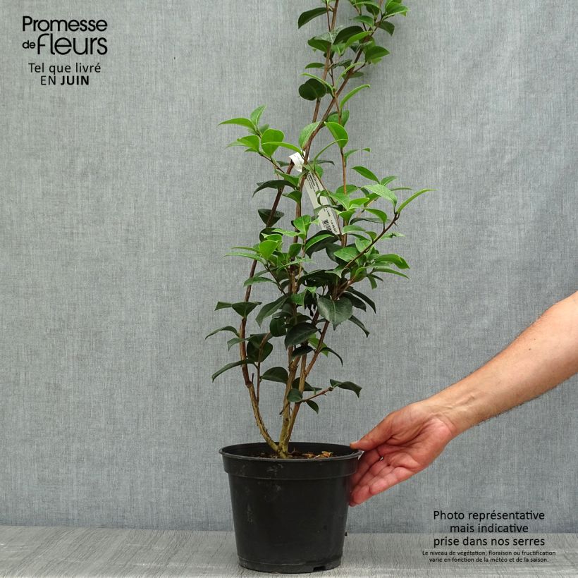 Exemplaar van Camellia x williamsii EG Waterhouse - Williamsii-camelia Pot van 4 l/5 l zoals geleverd in de zomer