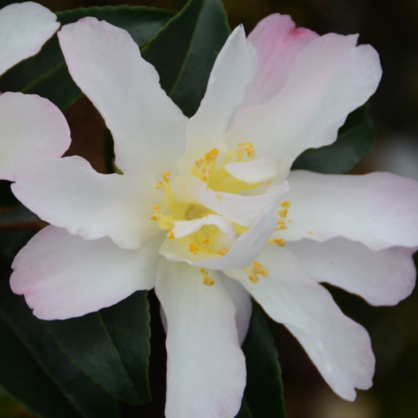 Camellia sasanqua Frosted Star - Herfstcamelia (Bloei)