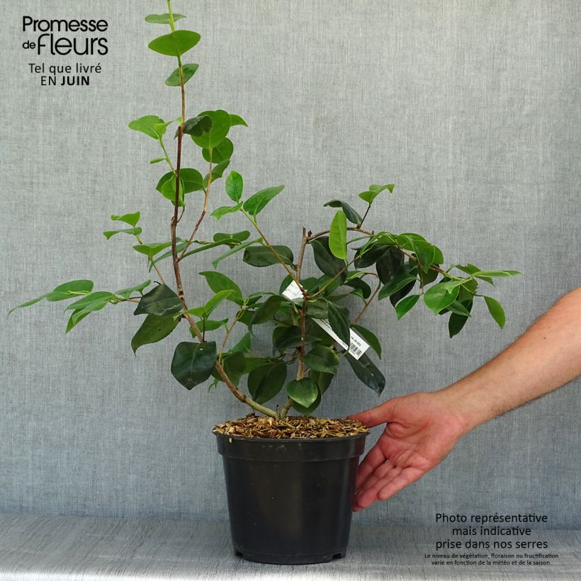 Exemplaar van Camellia japonica de Higo Fuji - Japanse roos Pot van 4 l/5 l zoals geleverd in de zomer