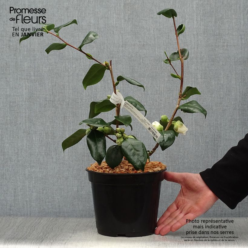 Exemplaar van Camellia japonica de Higo Fuji - Japanse roos Pot van 4 l/5 l zoals geleverd in de winter
