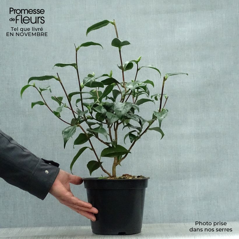 Exemplaar van Camellia japonica Hagoromo - Japanse roos Pot van 4 l/5 l zoals geleverd in de herfst