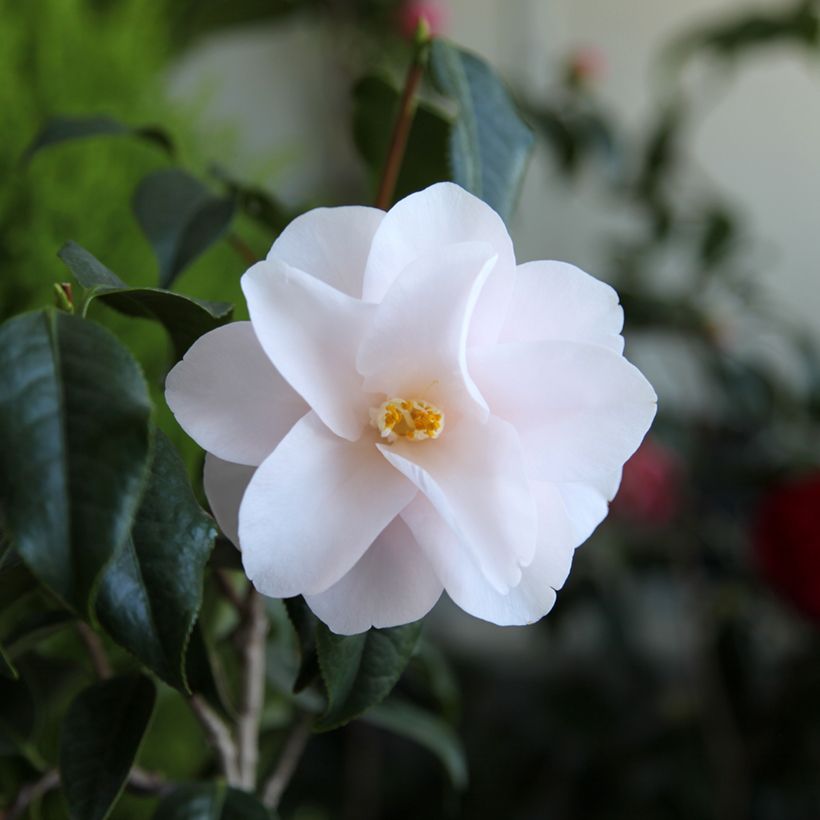 Camellia japonica Hagoromo - Japanse roos (Bloei)