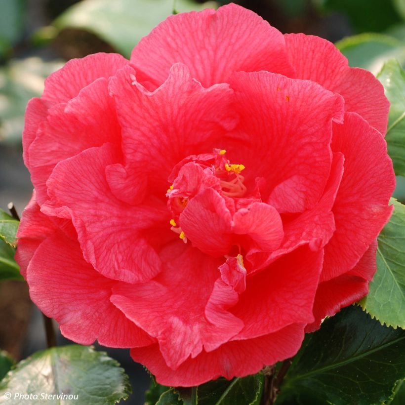 Camelia Holly Bright - Japanse roos (Bloei)