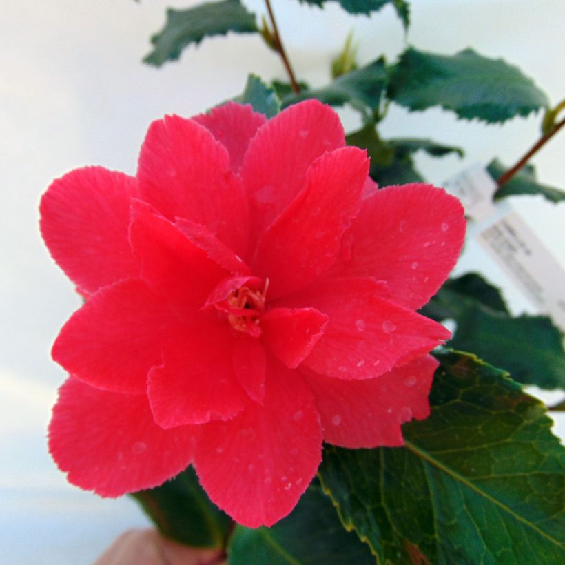 Camelia Holly Bright - Japanse roos (Bloei)