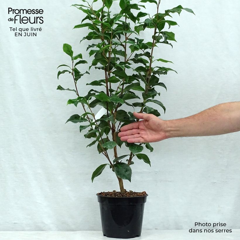 Exemplaar van Camelia Holly Bright - Japanse roos Pot van 4 l/5 l zoals geleverd in de zomer