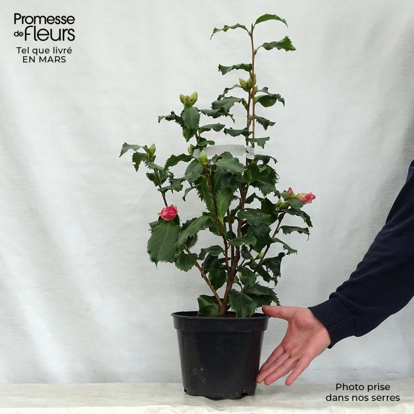 Exemplaar van Camelia Holly Bright - Japanse roos Pot van 4 l/5 l zoals geleverd in de lente