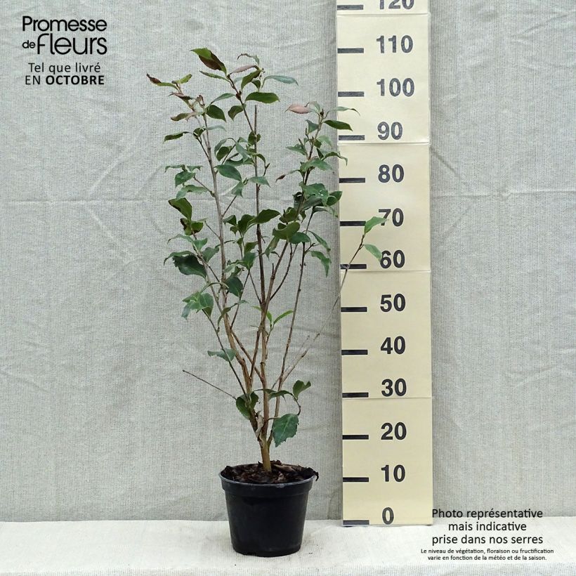 Exemplaar van Camelia Holly Bright - Japanse roos Pot van 4 l/5 l zoals geleverd in de herfst