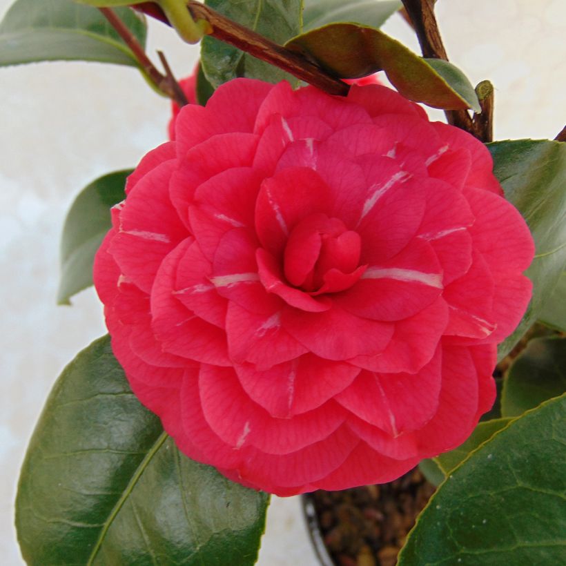 Camellia japonica Il Gioiello - Japanse roos (Bloei)