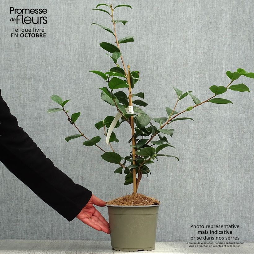 Exemplaar van Camellia japonica Lady Campbell - Japanse camelia Pot van 3 l/4 l zoals geleverd in de herfst