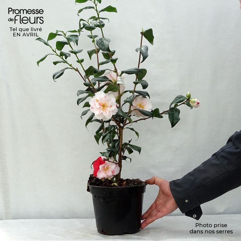 Exemplaar van Camellia japonica Lady Vansittart - Japanse camelia Pot van 3 l/4 l zoals geleverd in de lente