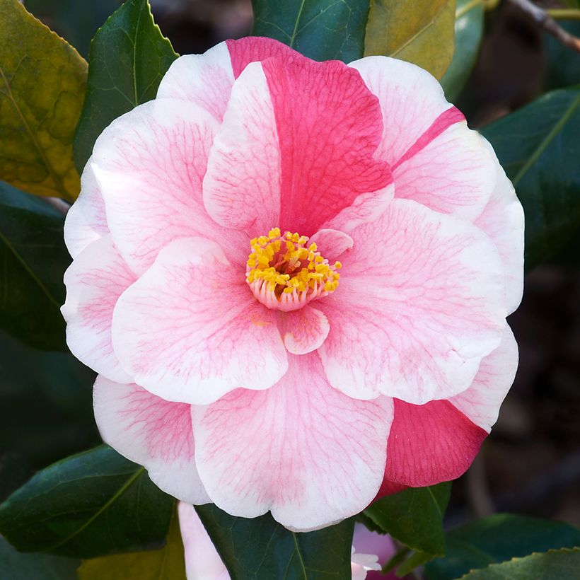 Camellia japonica Lady Vansittart - Japanse camelia (Bloei)