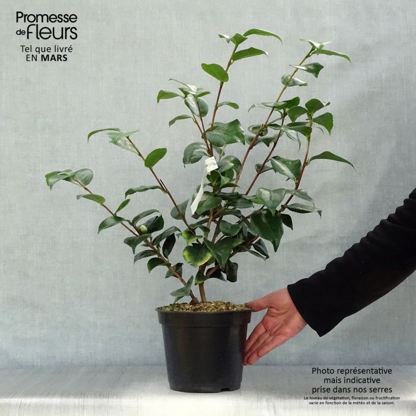 Exemplaar van Camélia Lavinia Maggi - Japanse camelia Pot van 3 l/4 l zoals geleverd in de lente