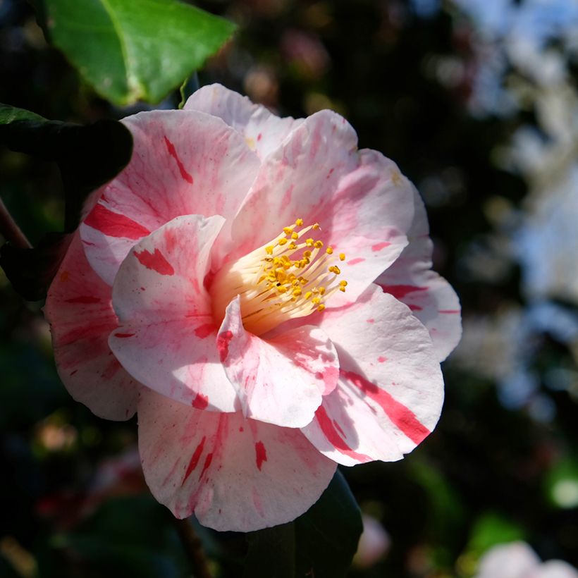 Camélia Lavinia Maggi - Japanse camelia (Bloei)
