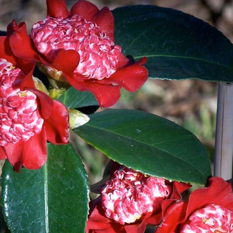 Camellia japonica Lipstick - Japanse camelia (Blad)