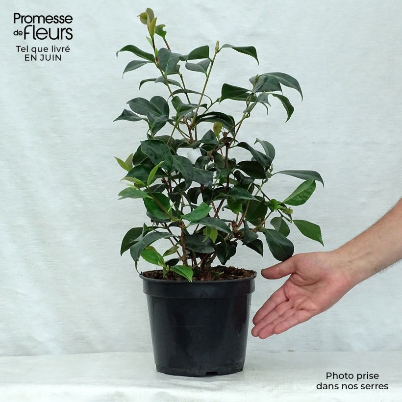 Exemplaar van Camellia japonica Lipstick - Japanse camelia Pot van 4 l/5 l zoals geleverd in de zomer