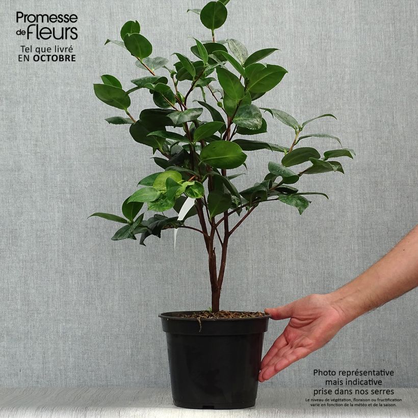 Exemplaar van Camellia japonica Margaret Davis - Japanse camelia Pot van 3 l/4 l zoals geleverd in de herfst