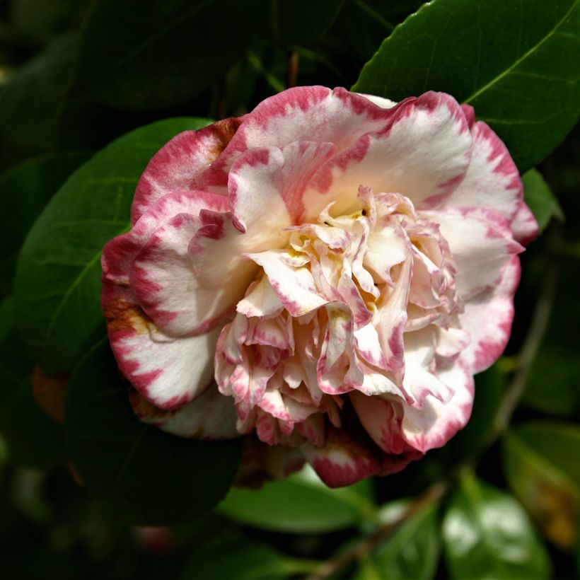 Camellia japonica Margaret Davis - Japanse camelia (Bloei)