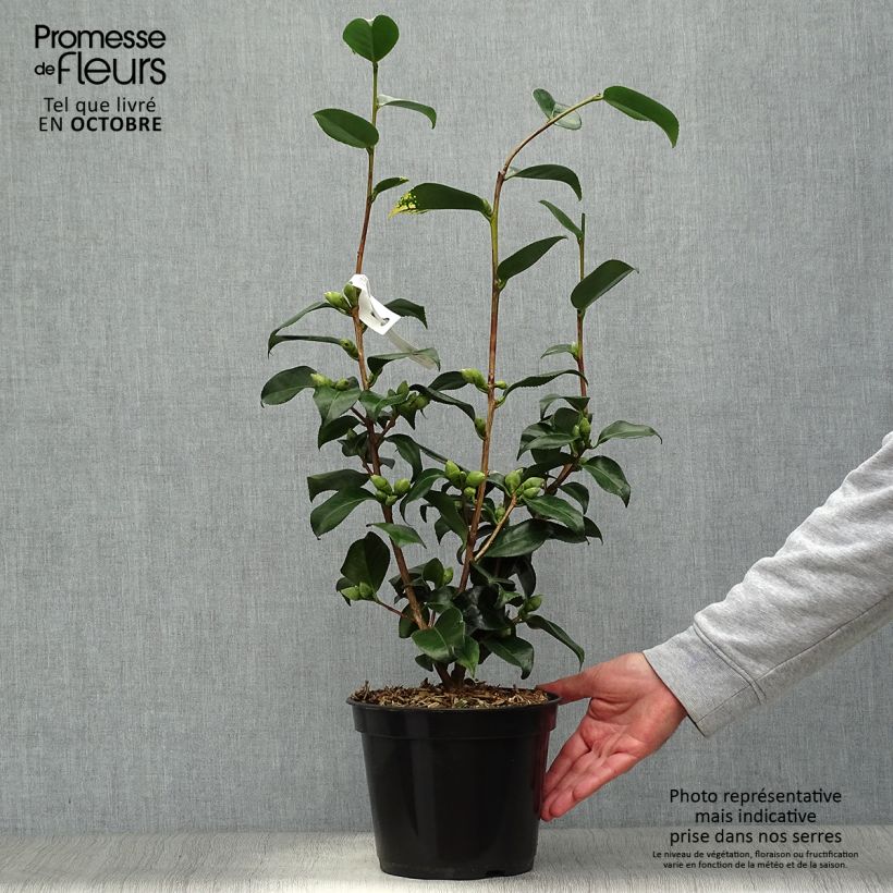 Exemplaar van Camellia japonica Midnight Variegated - Japanse camelia Pot van 4 l/5 l zoals geleverd in de herfst