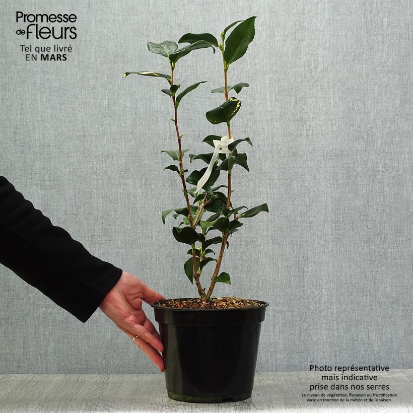 Exemplaar van Camellia japonica Midnight Variegated - Japanse camelia Pot van 4 l/5 l zoals geleverd in de lente