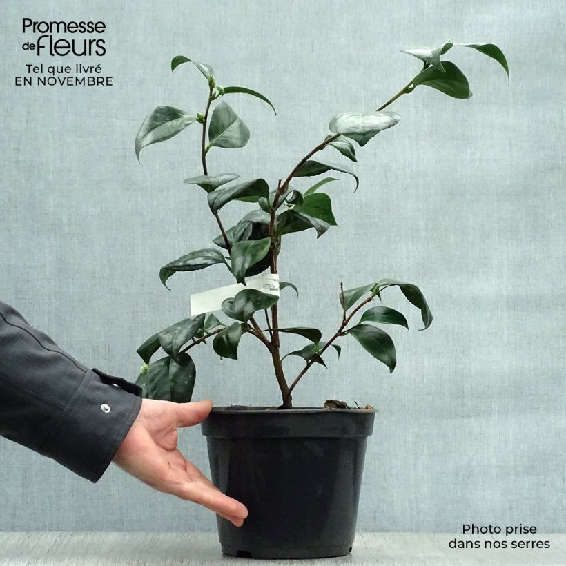 Exemplaar van Camellia japonica Montironi - Japanse camelia Pot van 4 l/5 l zoals geleverd in de herfst