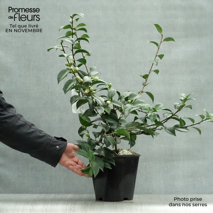 Exemplaar van Camellia japonica Mrs Tingley - Japanse camelia Pot van 3 l/4 l zoals geleverd in de herfst