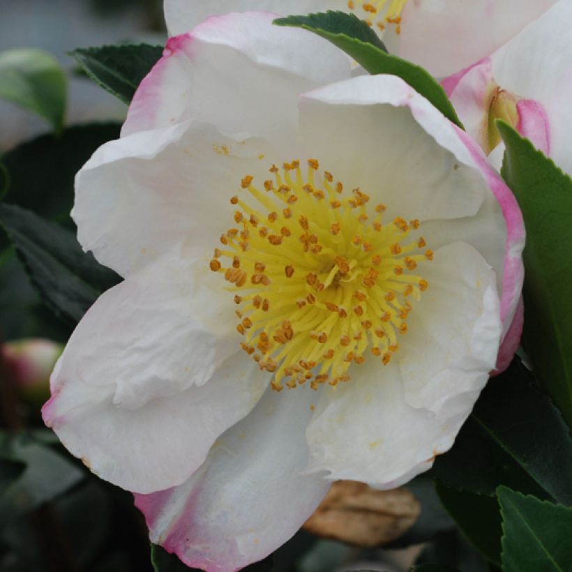Camellia sasanqua Narumi Gaita - Herfstcamelia (Bloei)