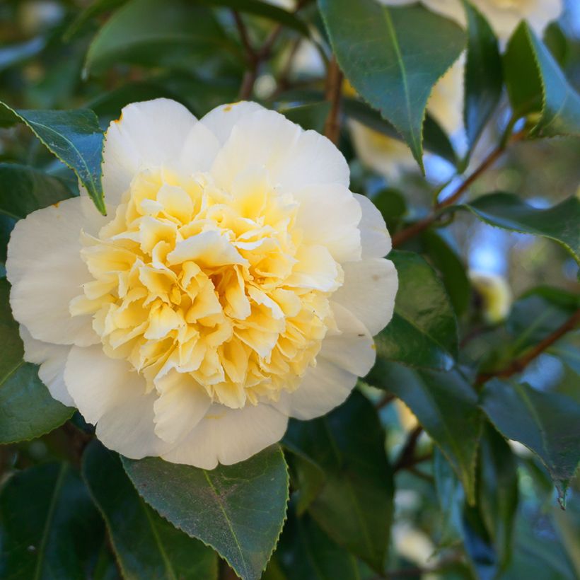 Camellia japonica Nobilissima - Japanse camelia (Bloei)