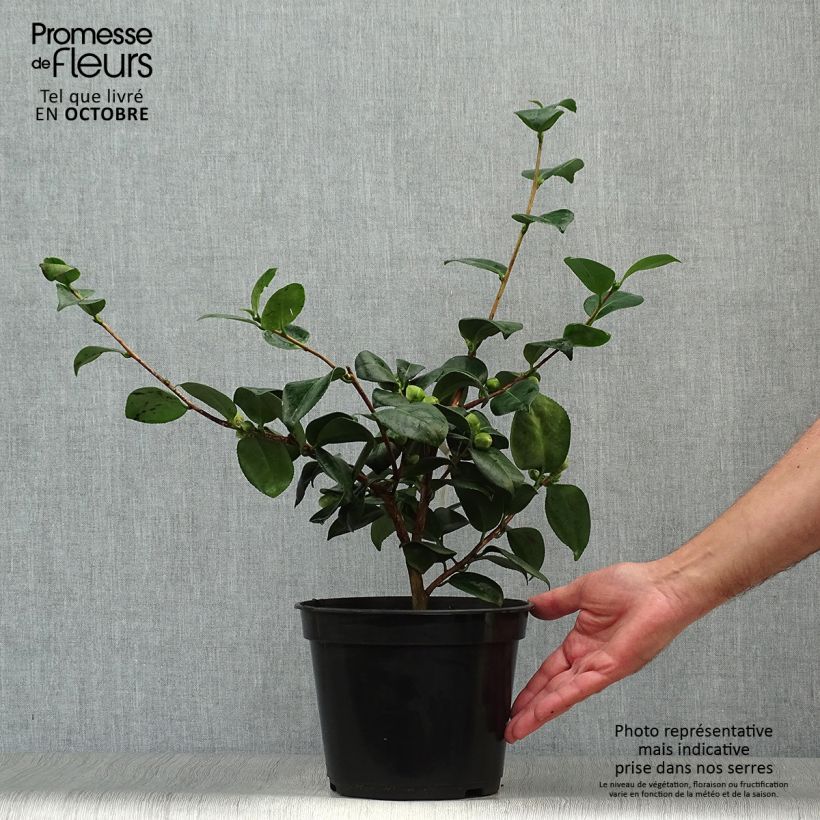 Exemplaar van Camellia japonica de Higo Okan - Japanse roos Pot van 4 l/5 l zoals geleverd in de herfst