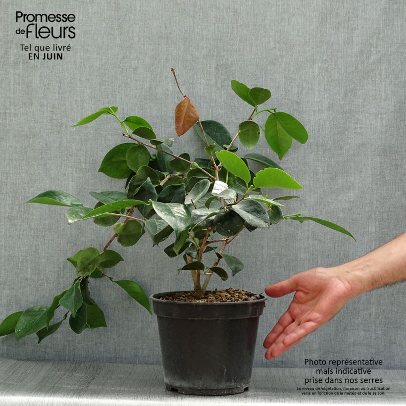 Exemplaar van Camellia japonica de Higo Okan - Japanse roos Pot van 4 l/5 l zoals geleverd in de zomer