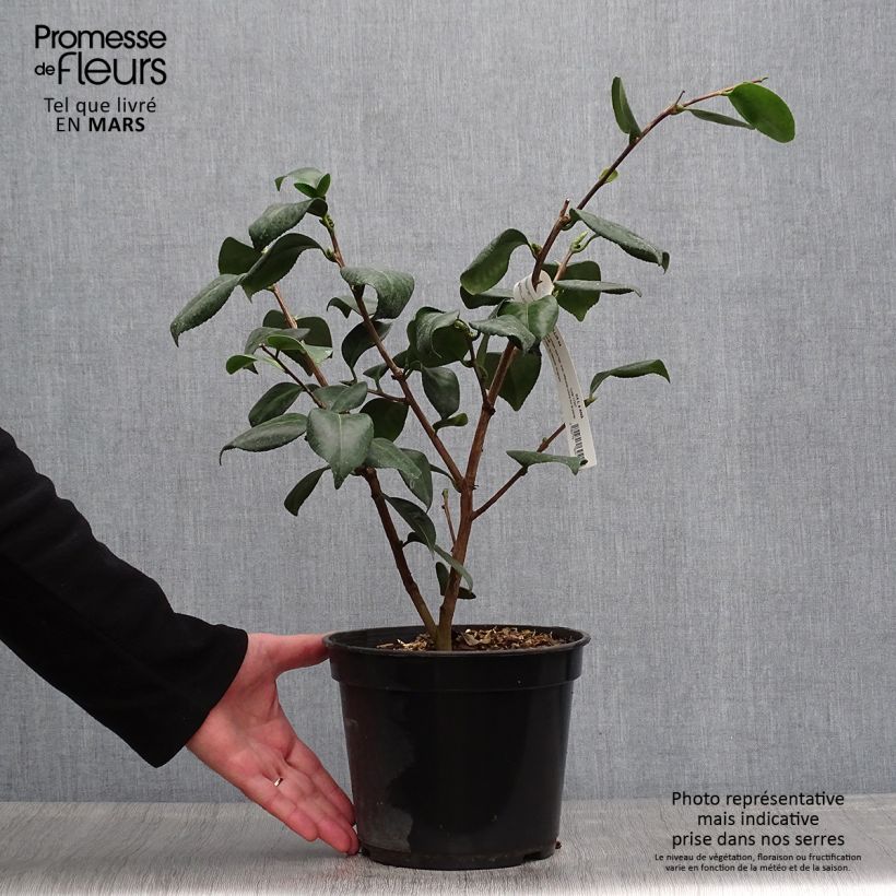 Exemplaar van Camellia japonica de Higo Okan - Japanse roos Pot van 4 l/5 l zoals geleverd in de lente