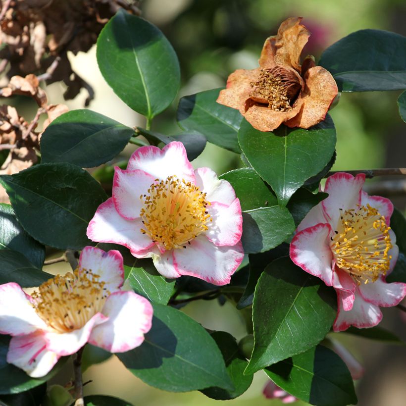 Camellia japonica de Higo Okan - Japanse roos (Bloei)