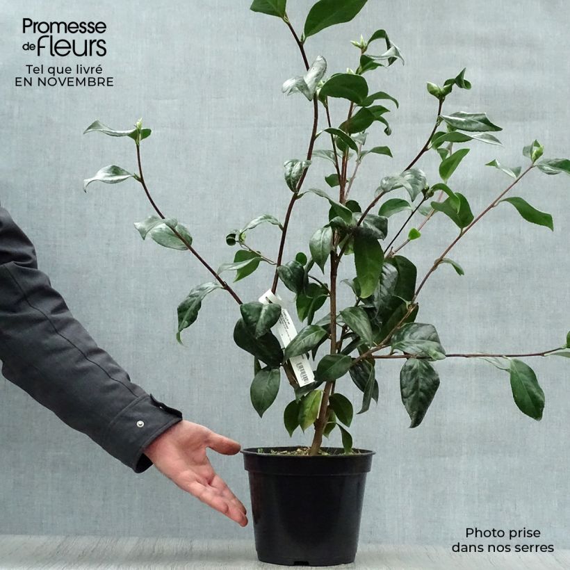 Exemplaar van Camélia Paddys Perfumed Pot van 4 l/5 l zoals geleverd in de herfst