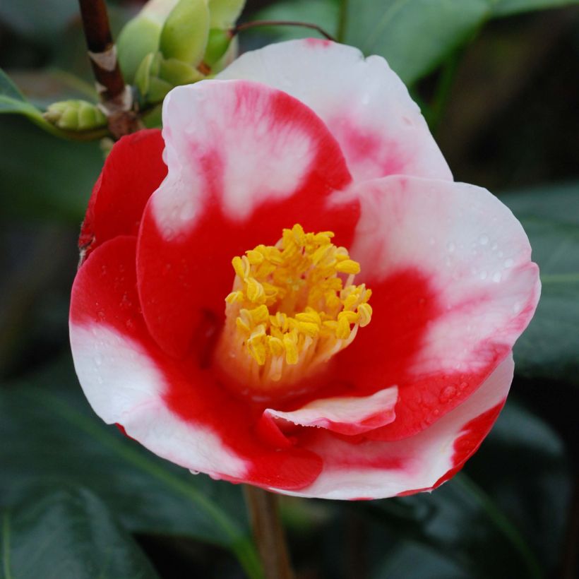 Camellia japonica Robert Lasson - Japanse camelia (Bloei)