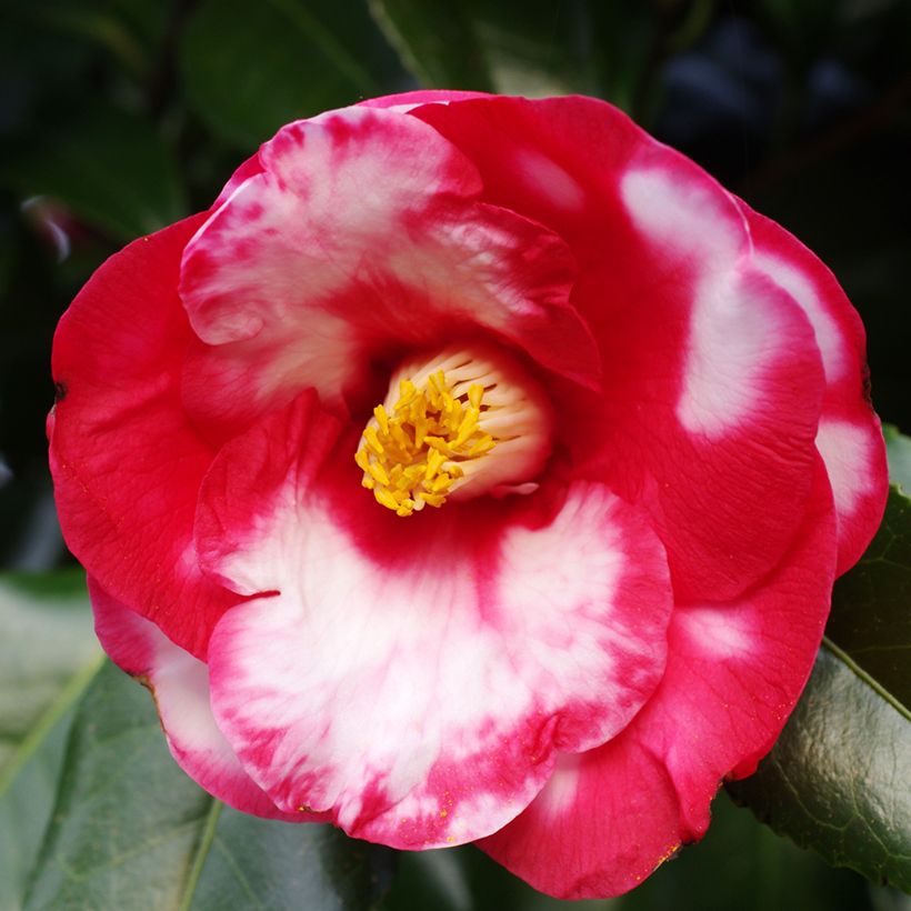 Camellia japonica Robert Lasson - Japanse camelia (Bloei)