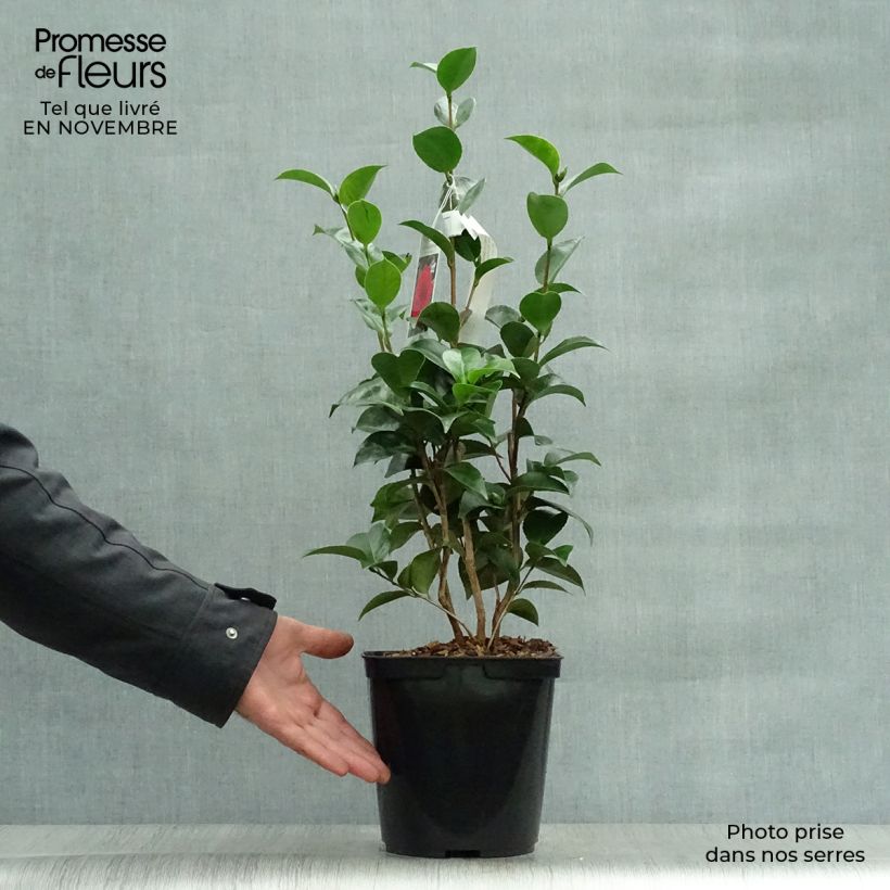 Exemplaar van Camellia japonica Roger Hall - Japanse camelia Pot van 3 l/4 l zoals geleverd in de herfst