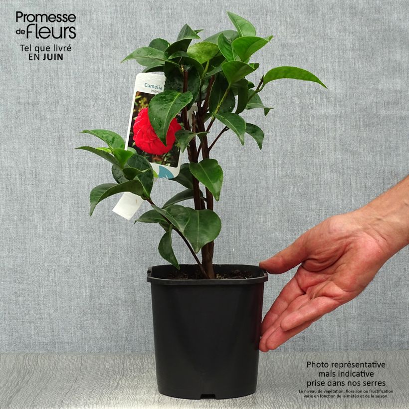 Exemplaar van Camellia japonica Roger Hall - Japanse camelia Pot van 3 l/4 l zoals geleverd in de zomer
