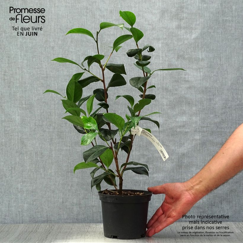 Exemplaar van Camellia japonica San dimas - Japanse camelia Pot van 2 l/3 l zoals geleverd in de zomer