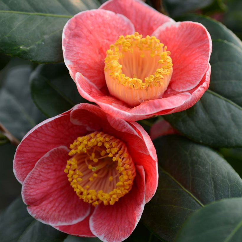 Camellia japonica Sanpei Tsubaki - Japanse camelia (Bloei)