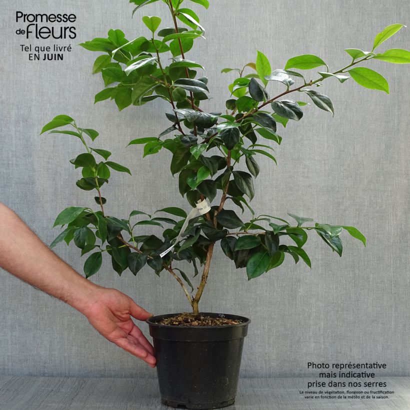 Exemplaar van Camellia japonica Sanpei Tsubaki - Japanse camelia Pot van 4 l/5 l zoals geleverd in de zomer