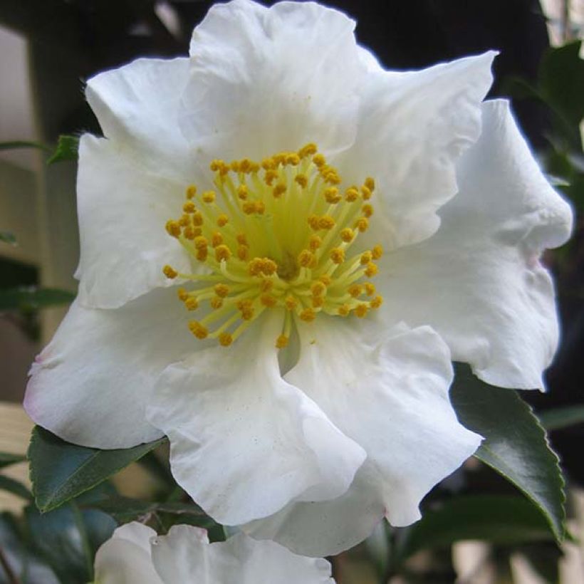 Camellia sasanqua Setsugekka - Herfstcamelia (Bloei)