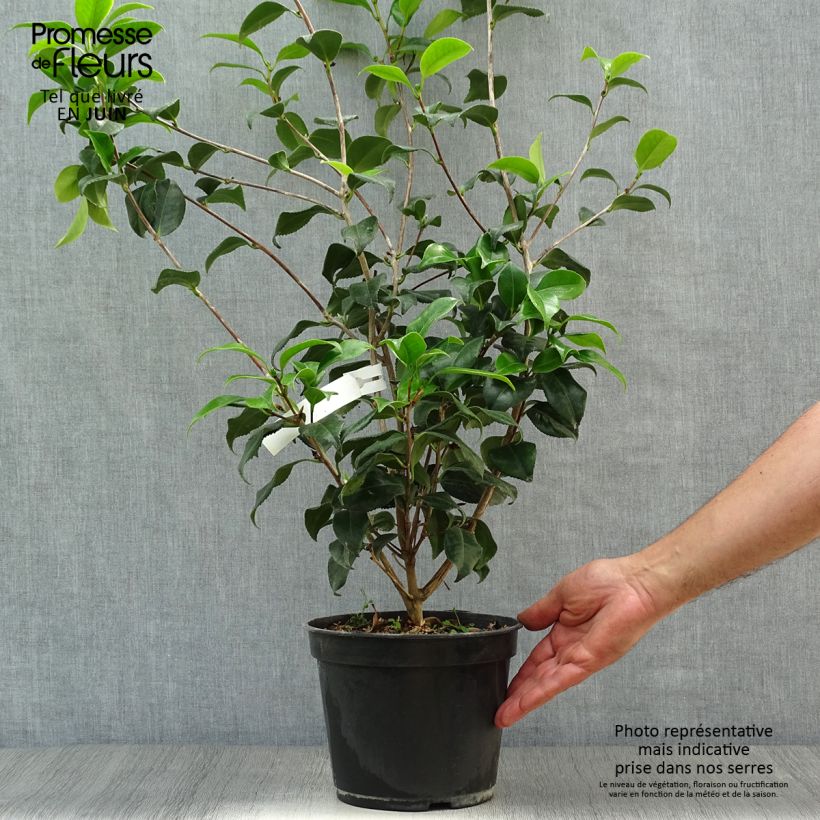 Exemplaar van Camellia japonica Sunny Side - Japanse camelia Pot van 4 l/5 l zoals geleverd in de zomer