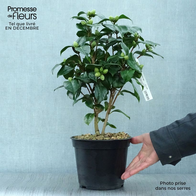 Exemplaar van Camellia japonica Valtevareda - Japanse camelia Pot van 4 l/5 l zoals geleverd in de winter