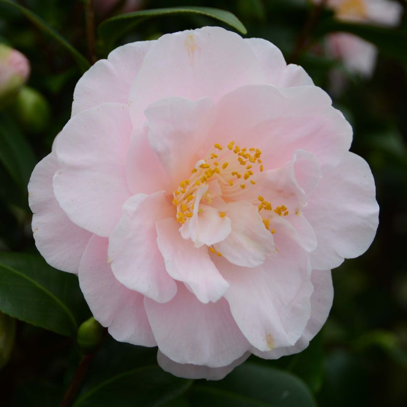 Camellia japonica Virginia Robinson - Japanse camelia (Bloei)