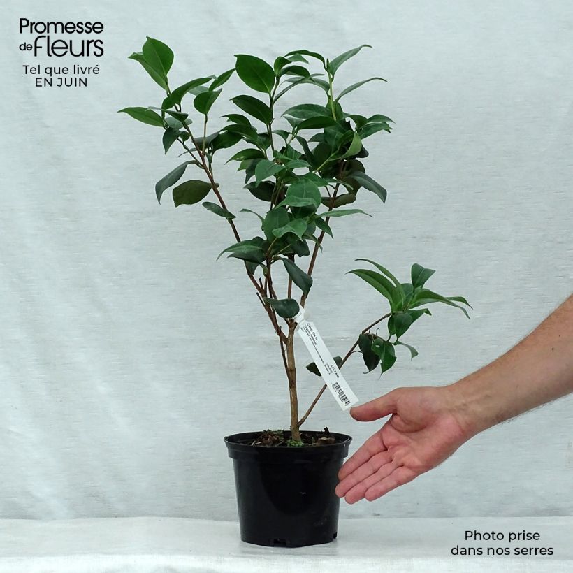 Exemplaar van Camellia japonica Virginia Robinson - Japanse camelia Pot van 2 l/3 l zoals geleverd in de zomer