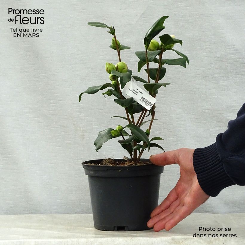 Exemplaar van Camellia japonica Virginia Robinson - Japanse camelia Pot van 2 l/3 l zoals geleverd in de lente