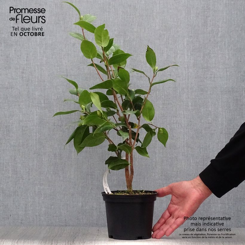 Exemplaar van Camellia japonica Virginia Robinson - Japanse camelia Pot van 2 l/3 l zoals geleverd in de herfst